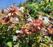 Garden World - The Portland Area's Best Garden Center